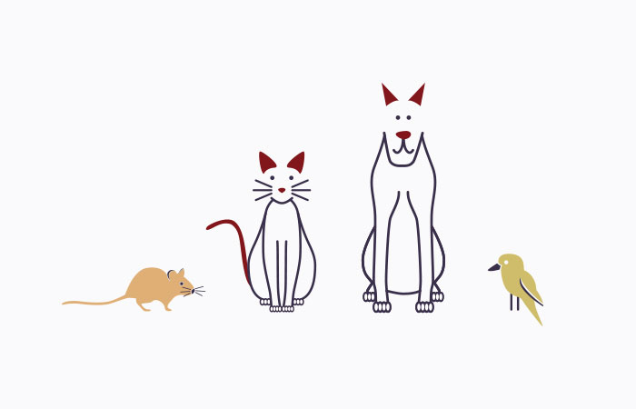 custom illustrated animal characters